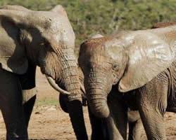 Sanparks - Matholweni resort